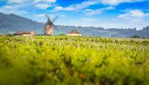 Crise viticole : l'État français annonce une campagne de distillation en soutien à la filière