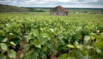«On est impuissants face à Dame Nature» : après les orages, les viticulteurs bourguignons pansent leurs plaies