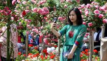 Les jardins de Giverny rouvrent au public après avoir battu un «record absolu»