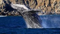 Nouvelle-Zélande: le roi des Maoris plaide pour que les baleines aient les mêmes droits que les humains