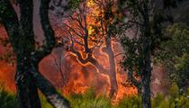 Incendies: la forêt française en danger?