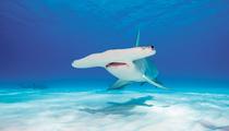 Biodiversité: coup de frein au commerce des requins