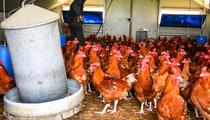 Alerte à la grippe aviaire dans le Sud-Ouest