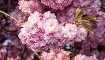 Cerisier du Japon, le culte du printemps