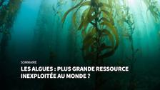 Les algues : plus grande ressource inexploitée au monde ?