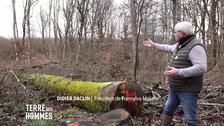 En Moselle, la lutte acharnée des propriétaires de forêts contre les voleurs de bois