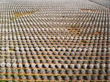 Les superpouvoirs des plantes