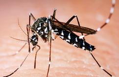 Virus Zika, le nouveau fléau propagé par les moustiques