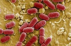 «E.coli» : les scénarios de contamination se précisent 