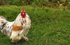 En Europe, 75% des poulets contaminés par des bactéries 