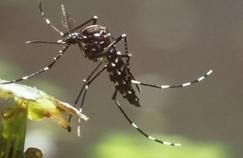 Prévenir les épidémies de dengue à Nouméa 