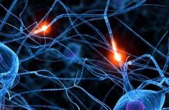 Les neurones peuvent se régénérer