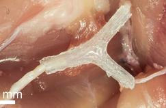 Un implant 3D pour faire repousser un nerf