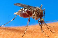 État d'alerte contre le chikungunya