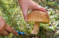 Déjà 87 intoxications aux champignons: prudence