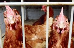 Grippe aviaire : de nouveaux virus sous haute surveillance