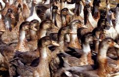 Grippe aviaire: pas de crainte pour volailles et foie gras