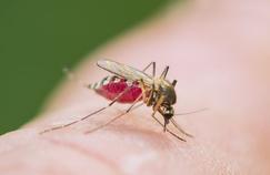 Vaccin contre le paludisme : où en est-on ?