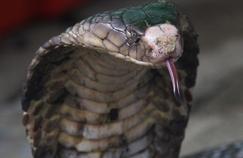 Morsures de serpent : la pénurie d'anti-venin met en danger des milliers de personnes