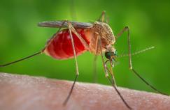 Le moustique commun ne peut pas transmettre le virus Zika