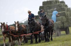 L'atout secret des Amish contre l'asthme