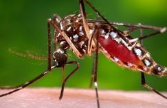 Le virus Zika se propage en Amérique du sud
