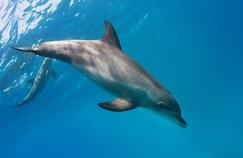 Les dauphins au secours de la médecine humaine