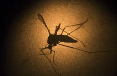 Un premier décès lié au virus Zika en Martinique