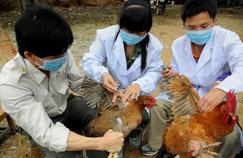 Grippe H7N9 : la Chine prend des mesures après un 6e décès