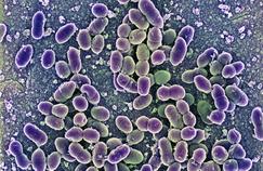 Des bactéries OGM contre l'inflammation des intestins