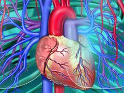 Transplantation cardiaque