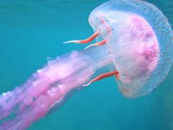 Piqûre de méduse