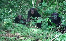 Mbudha, la source des chimpanzés