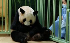 Beauval : l'incroyable aventure des nouveaux bébés pandas