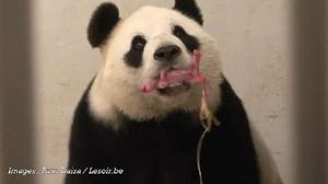 La Naissance Surprise D Un Bebe Paresseux Au Zoo De Londres