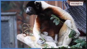 La Naissance Surprise D Un Bebe Paresseux Au Zoo De Londres