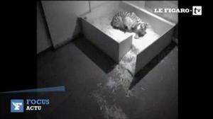 La Naissance Surprise D Un Bebe Paresseux Au Zoo De Londres