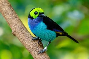 30 citations intelligentes sur les oiseaux