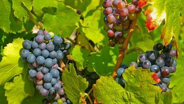 Faut-il continuer à fêter le beaujolais nouveau ?