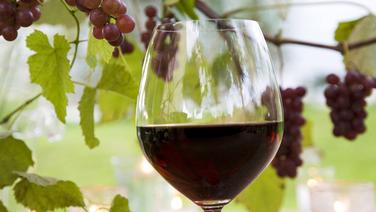 Jour J pour le Beaujolais nouveau qui souhaite se réinventer