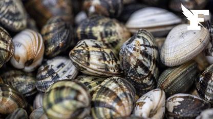 Sept personnes jugées pour trafic de palourdes devant le tribunal corectionnel d'Aix-en-Provence