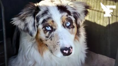 Des associations de défenses des animaux annoncent se constituer partie civile suite au meurtre d'un chien