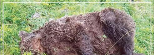 France: une enquête ouverte après la découverte d'un ours abattu en Ariège