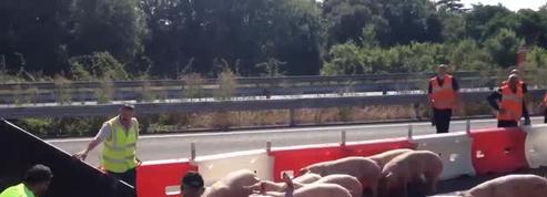 Poitiers : 200 cochons s'échappent d'un camion sur l'autoroute