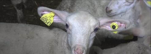 Maltraitance animale aux abattoirs de Mauléon : début du procès à Pau