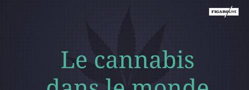 Cannabis : état des lieux dans le monde