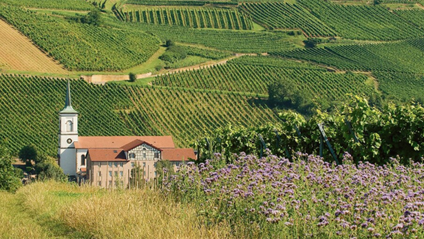 Bientôt des grands crus rouges en Alsace