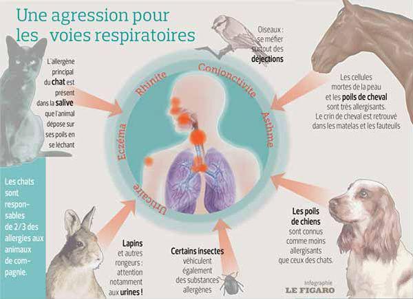 Infographie présentant l'origine des allergies aux animaux