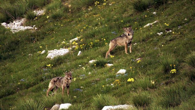 Les Loups Du Millénaire Scan