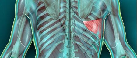 Muscle Grand rond - Quelle est sa fonction ? - Fiches santé et conseils